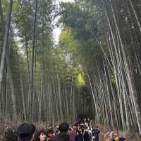 Walk around the bamboo grove with kimono 👘 