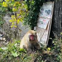 Life’s checklist - Nagano’s Snow Monkey Park