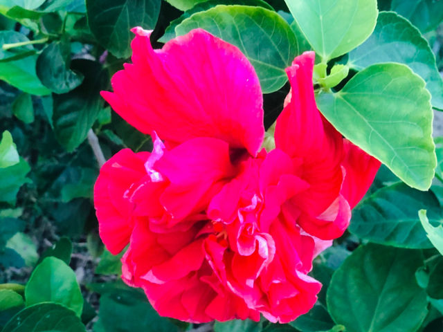 台北｜🌹💐 Taipei Rose Garden 臺北玫瑰園🪴🎋散步賞花花草草