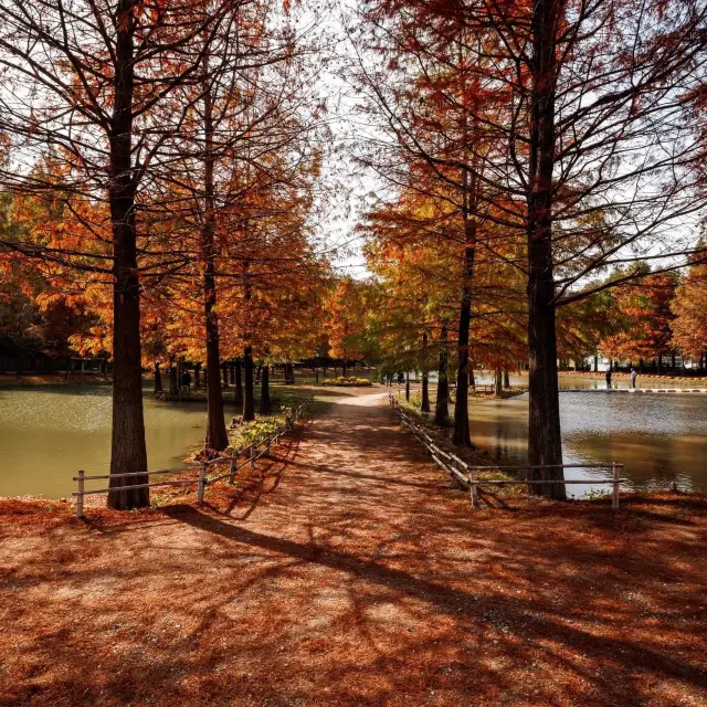 Metasequoia-gil is a place to go in Autumn 