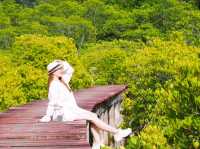 🌿 พาเดินชมเส้นทางธรรมชาติป่าโกงกาง