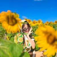 ทุ่งทานตะวันเขาใหญ่ บานสะพรั่งรับลมหนาว🌻