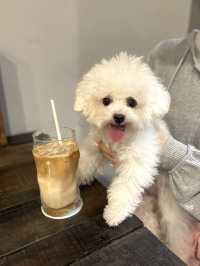 香港天后悠閒寧靜寵物友善咖啡店-Coffee Hermosa