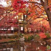 Autumn leaves in 禅林寺/Zenrin-ji temple