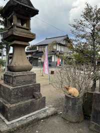 【鳥取　琴浦】辰年の開運神社