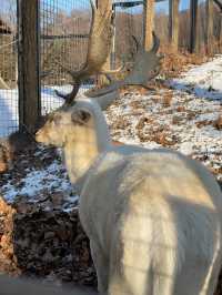 首爾出發首爾大公園一日遊❣️親子活動必到🤓市區親親大自然