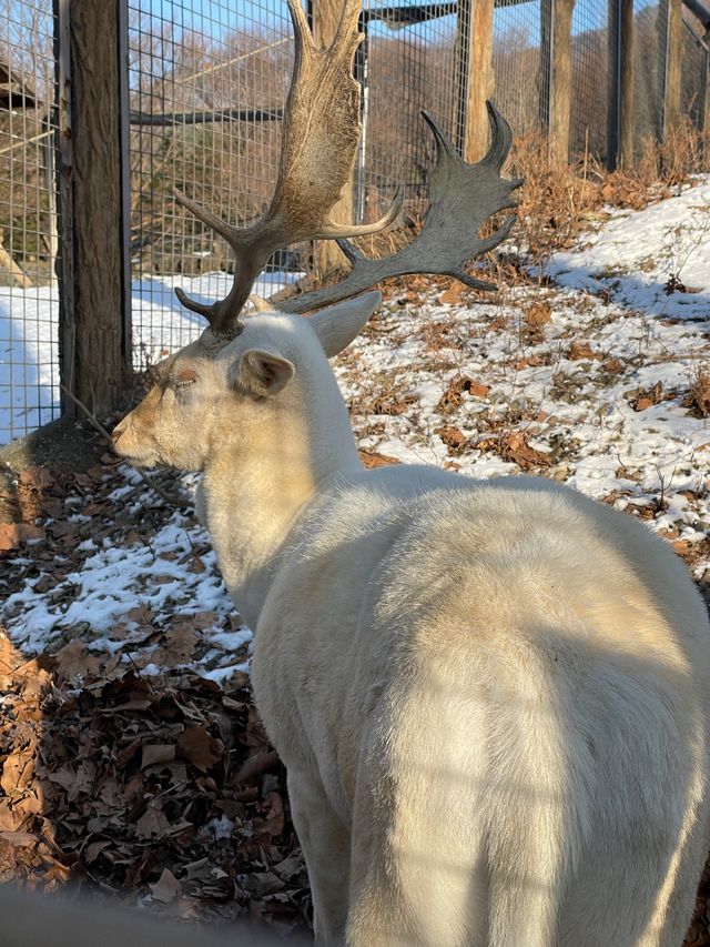 首爾出發首爾大公園一日遊❣️親子活動必到🤓市區親親大自然