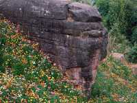 ทุ่งดอกกระดาษ - อุทยานภูหินร่องกล้า