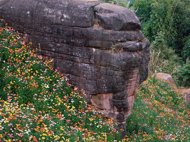 ทุ่งดอกกระดาษ - อุทยานภูหินร่องกล้า