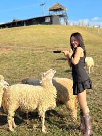 Akha Farmville (ดอยช้าง)