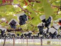 Grapes farm