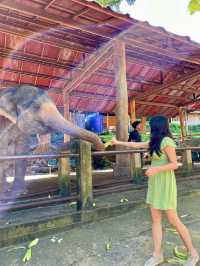 Ethical and beautiful elephant sanctuary 🐘