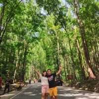 Bohol man-made Forest