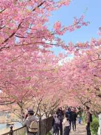 【静岡】今年のお花見はここで決まり🌸🍡【河津桜】