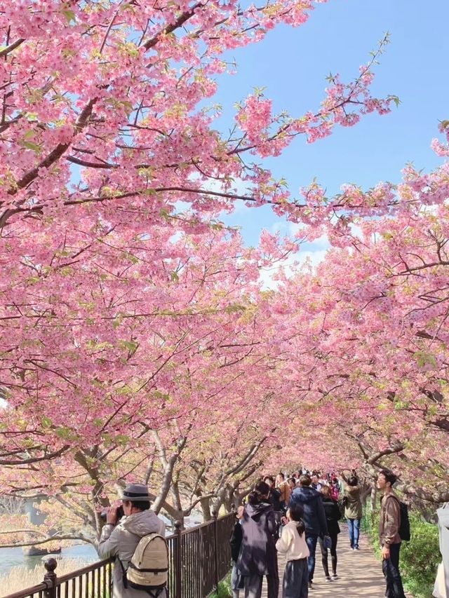 【静岡】今年のお花見はここで決まり🌸🍡【河津桜】