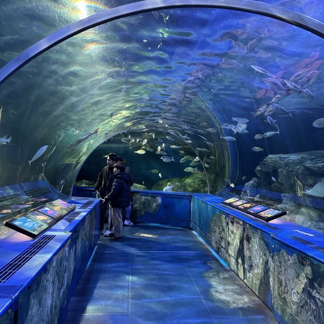 【東京】雨の日デートにオススメ！トンネル水槽が魅力的な水族館🦭✨