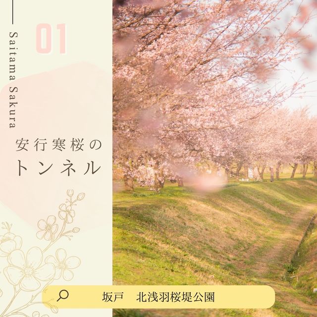 ドライブにおすすめ！埼玉桜散歩🚗🌸