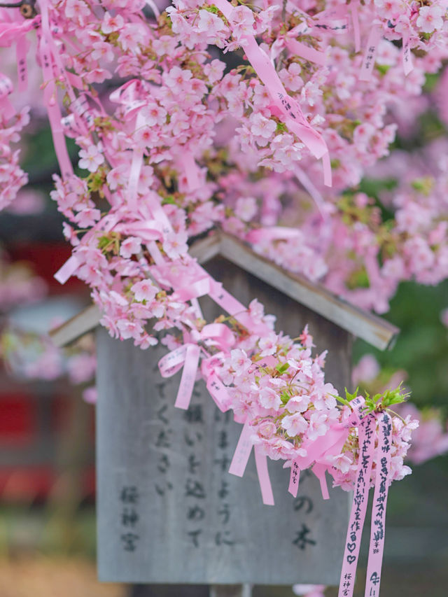 可愛いが詰まってる🎀ピンクのリボン×河津桜の桜神宮