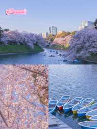 東京の多分真ん中🌸広い千鳥ヶ淵の桜のオススメスポット