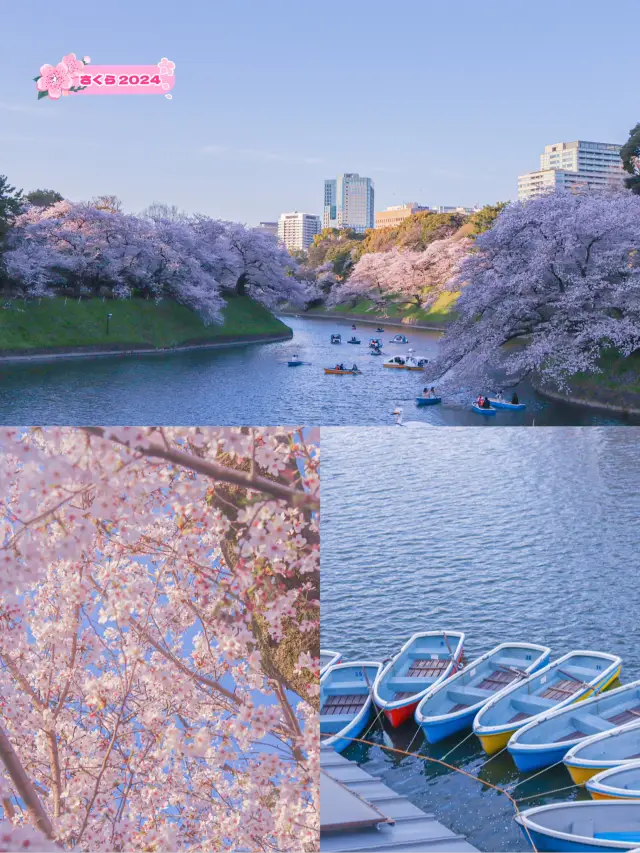 東京の多分真ん中🌸広い千鳥ヶ淵の桜のオススメスポット