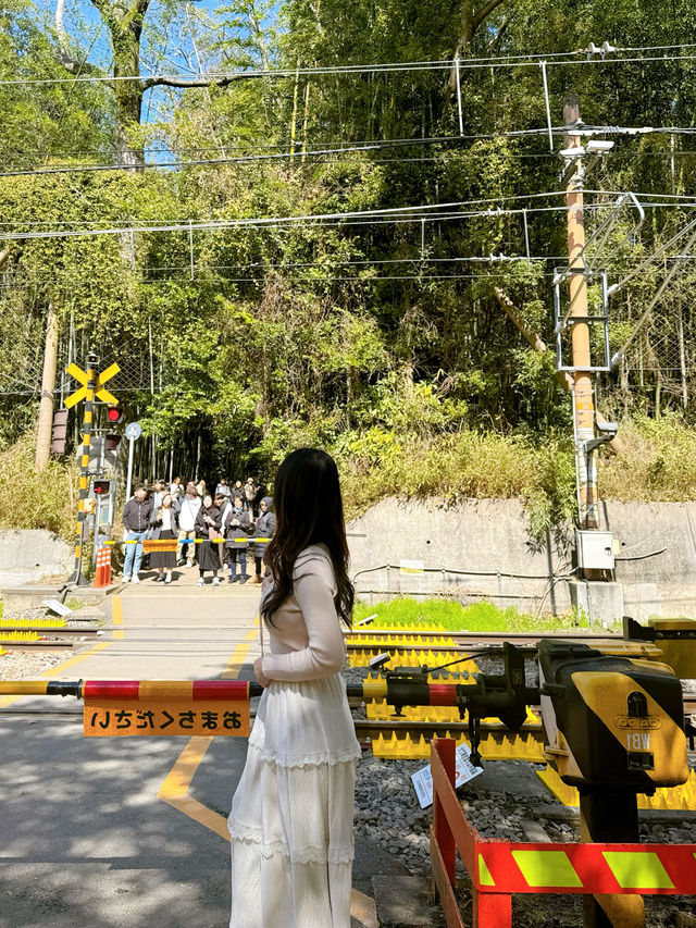 교토 가볼만한곳 치쿠린 대나무숲과 기찻길 💛