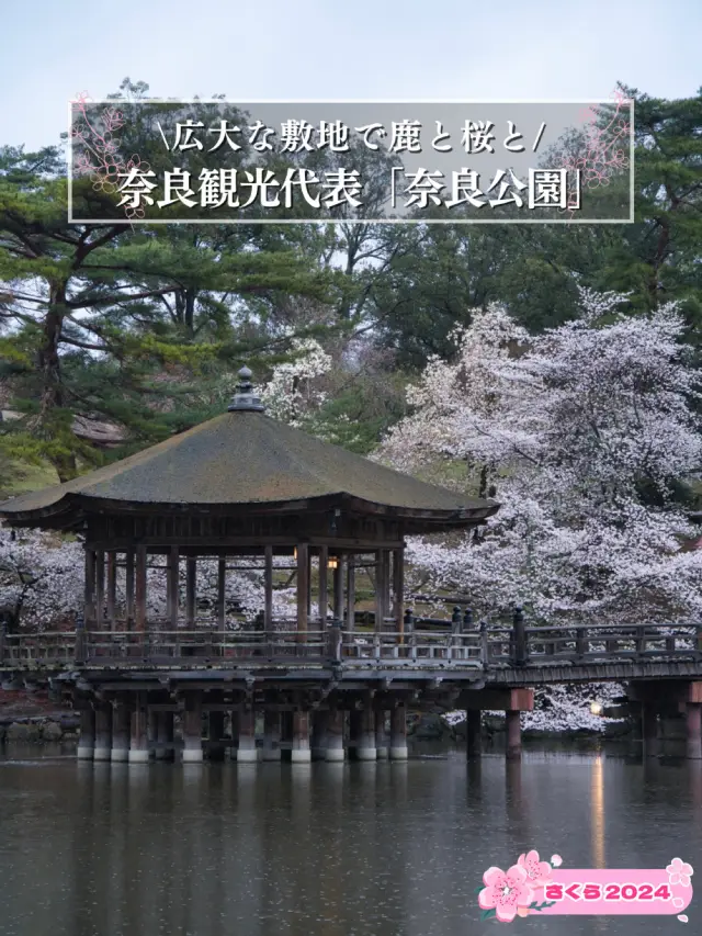 【奈良×桜】奈良観光の定番「奈良公園」で楽しむ桜🌸※鹿と撮るコツ付き