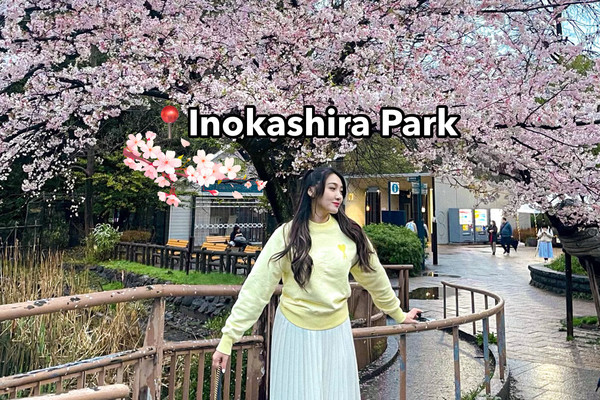 Rainy Cherry Blossom in Inokashira park | Trip.com Mitaka
