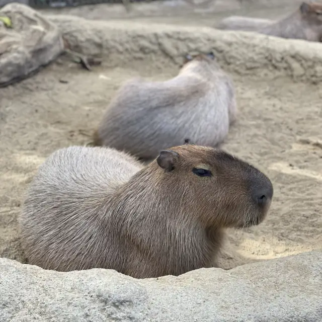 神戶動物王國