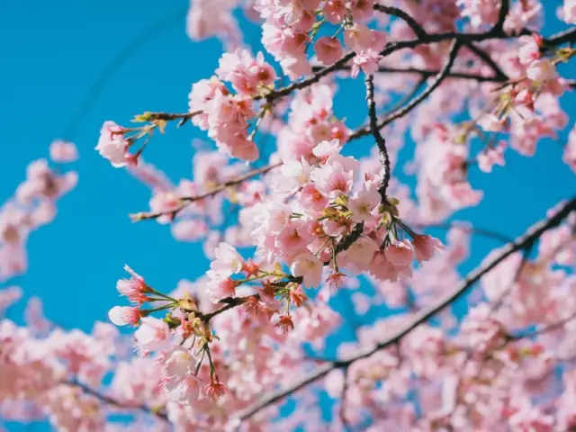 飛鳥山公園・荒川線電車と桜。