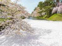 弘前公園2024年櫻花祭，青森必遊景點