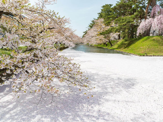 弘前公園2024年櫻花祭，青森必遊景點