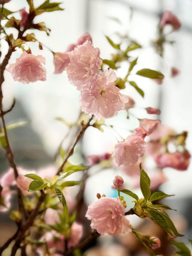 「櫻花季限定 Blue Bottle」 🌸🌸
