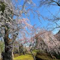 慶州🌸普門亭など散策