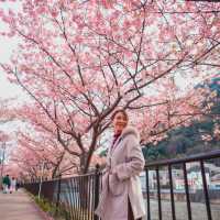 มารู้จักกับ ซากุระพันธุ์บานเร็ว กันค่ะ✨🌸