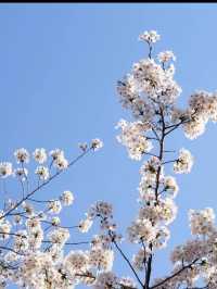 1kmにわたる桜並木が圧巻！隅田公園の桜🌸
