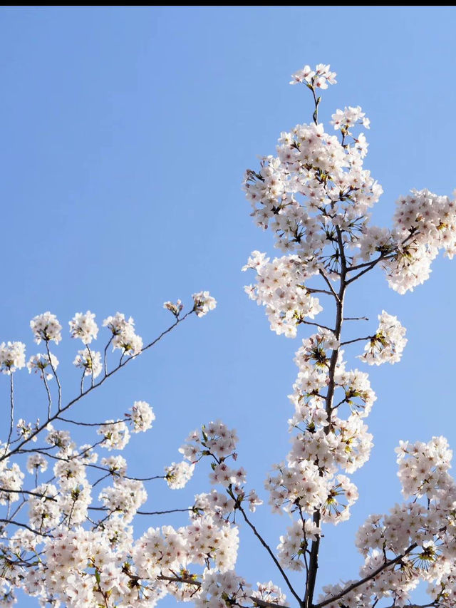 1kmにわたる桜並木が圧巻！隅田公園の桜🌸