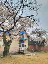 원주 벚꽃명소 반곡역🌸