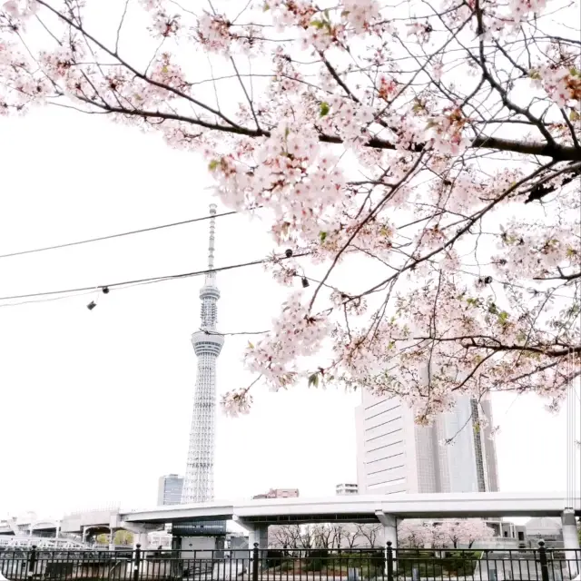 隅田公園でのお花見🌸