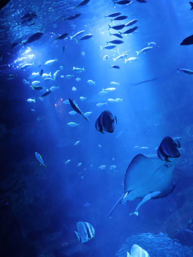 京都駅から歩いて行ける水族館