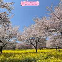 In presence of Sakura🌸, Time stands Still🥰⭐️