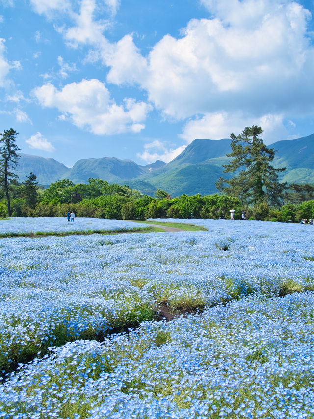 【大分】ここは天国ですか⁉️と勘違いしてします花畑絶景スポット✨