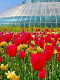 Korea Flower Park