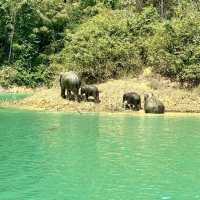 🚣‍♂️ Khao Sok National Park: Jungle Safari, Floating Bungalows, and Cheow Lan Lake 🌳🚤