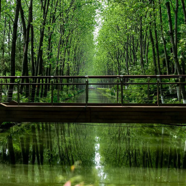 太平山國家森林遊樂區：山林間的寧靜與美麗 🌲🏞️