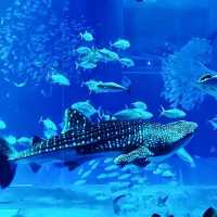 野柳海洋世界-海洋生態探索