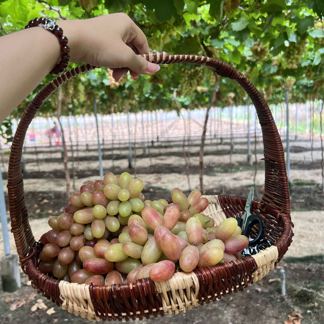 Vườn nho Thái N