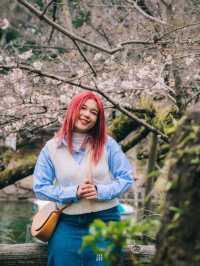🌸 ปั่นเรือหงส์ ชมซากุระที่ Inokashira Park