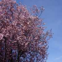 🌸 cherry blossoms in Wanaka 🌸