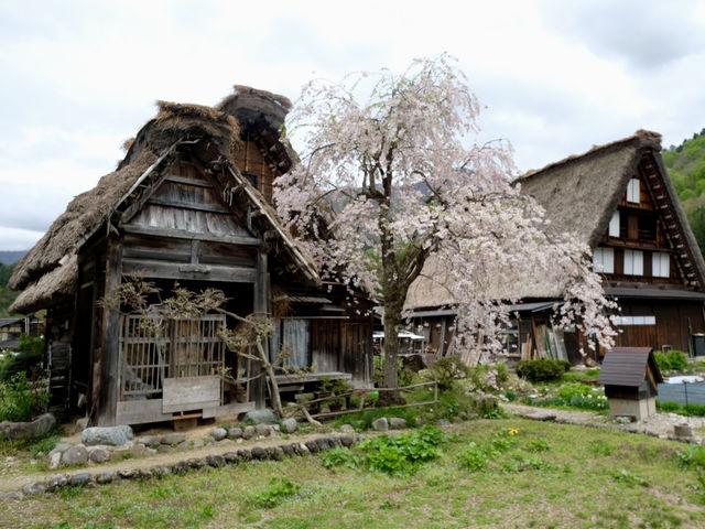 ชิราคาวาโกะ หมู่บ้านโบราณบรรยากาศซากุระ