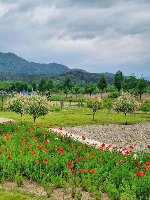 봄꽃향기 가득한 양구 봄꽃여행🌸